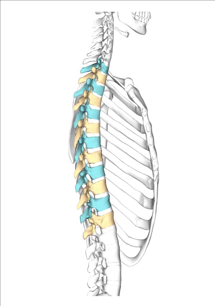 chiropractor oakville picture of a spine the middle or thoracic vertebra are coloured blue and yellow