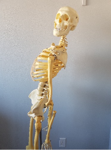skeleton leaning backwards with hypermobility, needs the best oakville physiotherapy clinic