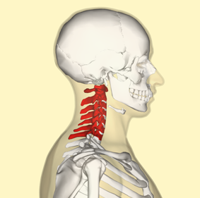 oakville physiotherapy neck pain
