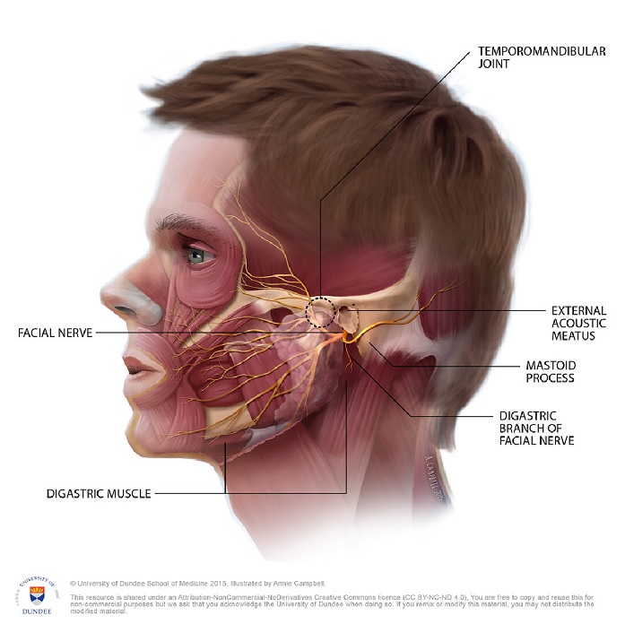 physiotherapy oakville tmj treatment a picture of the anatomy of the jaw