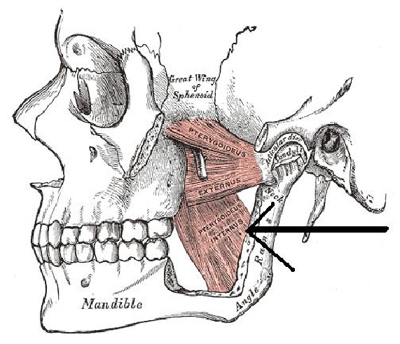 oakville physiotherapy TMJ pain treatment picture of the jaw muscles