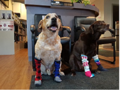 2 dogs wearing compression stockings, one is a australian cattle dog other is chocolate lab, supposed to be funny